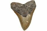 5.59" Fossil Megalodon Tooth - North Carolina - #200240-1